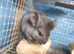 Ebony Hetro dark male