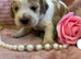 KC Registered Show Type Cocker Spaniel Puppies