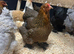 Gold/blue partridge Brahma hatching eggs