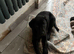 goldador puppies ready for their forever homes