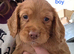 Beautiful working cocker spaniel puppies