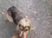 Cocker spaniels females
