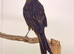 2026 male canary