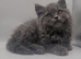 British shorthair male kitten rare texture ready to leave now