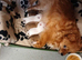 Pomeranian ready now