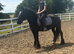 Super 14hh pony