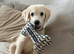labradoodle puppy
