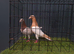 Almond breeding pair
