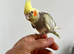 Hand-Reared & Super Tame 10-Week-Old Cockatiel Chicks