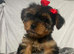 Must s@@ 2 absolutely beautiful Yorkshire terrier pups