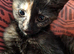 Lovely Kittens for you