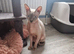 Tica reg sphynx pet girl