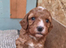 Beautiful F1b Cockapoo Puppies - Caernarfon - £1,450