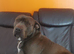 Beautiful blue Staffordshire kc reag