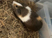 2 male guinea pigs, 11 months old