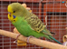 Baby budgies
