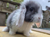 Mini lop babys ready now