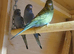 Blackface/blackwing Budgies
