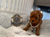 5star licensed Esponjoso DWKC registered toy poodles girl