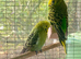 Exhibition budgies