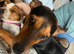 Dachshunds x jack russle