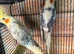 A pair cockatiels for sale