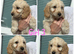 Cockapoo puppies