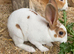 READY TO GO! Stunning Mini Rex Rabbit Babies