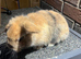 Male lop rabbit