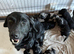 3 mini labradoodles left