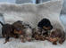 Miniature dachshund