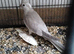 Female Cockatiel