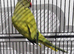 Beautiful male ringneck talking parrot
