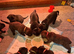 Cane Corso x Dogue de Bordeaux READY NOW