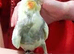 Baby cockatiels friendly different mutations