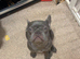 Blue girl frenchie
