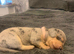 Dachshund Pupies