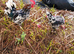 .millie fleur bantam hatching eggs 6