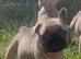 5th Generation health tested french bulldogs