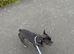 Blue male French bulldog 18 months