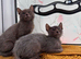 Lykoi girls