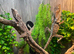 Sub Adult Frilled Dragons at Birmingham Reptiles