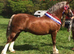 Beautiful yearling colt