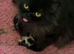 Beautiful exotic Persian Kittens
