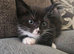 8 week old kitten