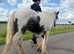 Toby Cob colt for sale 12 months old.