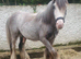 Silver - Sweet Blue Blagdon Cob Yearling Gelding
