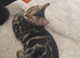 Gorgeous female charcoal bengle kitten