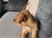 Female Jack Russell x caverlier king Charles spaniel puppy