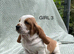 Beautiful KC reg Bassett Hound Puppies